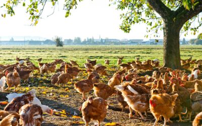 Unser Bio-Huhn