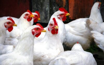 Wintergarten Haltung – Hubers Landhendl setzt auf verbesserte Bedingungen in der Hühnerhaltung