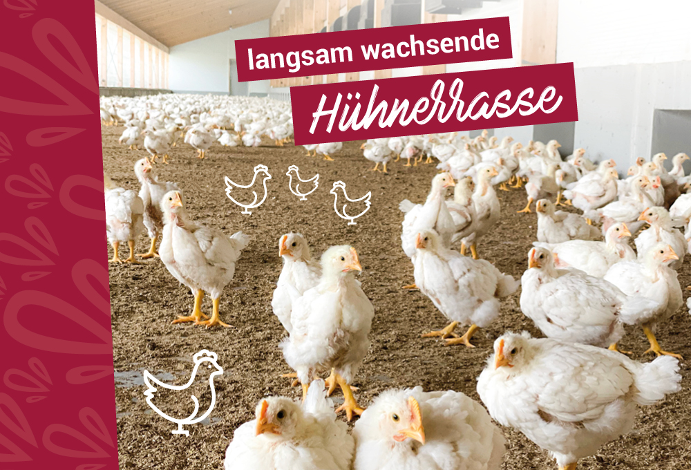 Hühner langsam wachsende Rasse