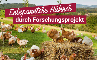 Entspanntere Hühner durch Forschungsprojekt